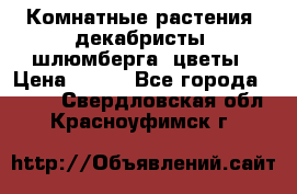 Комнатные растения, декабристы (шлюмберга) цветы › Цена ­ 300 - Все города  »    . Свердловская обл.,Красноуфимск г.